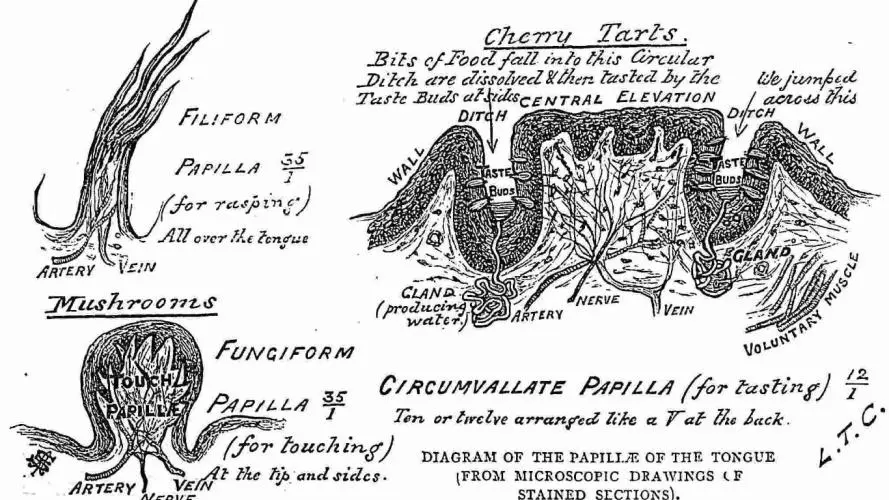 Illustration of the tongue 