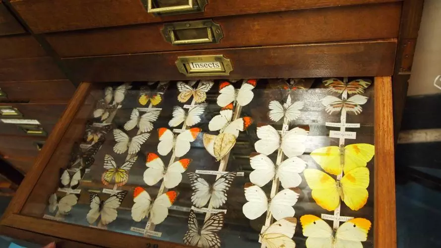 Drawer of insect speciments from Devon's Ilfracombe Museum