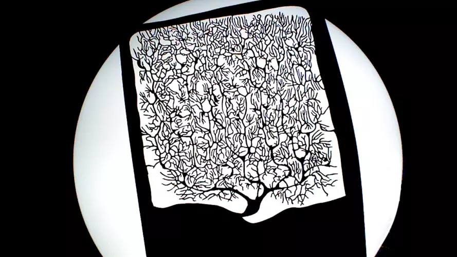 Edited photograph of Santiago Ramón y Cajal's image of a nerve cell. Originally taken by Irene Tobón and posted on Flickr commons. Some rights reserved.