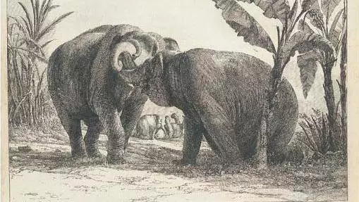 Illustration of the elephants Hans and Maguerite