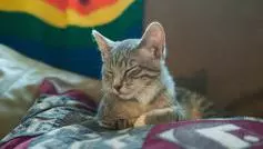 Photograph of a sleeping cat