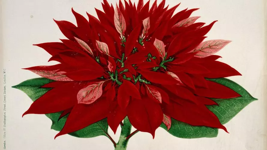 Scientific drawing of a red flower