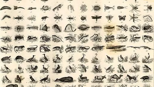 Natural History Chart