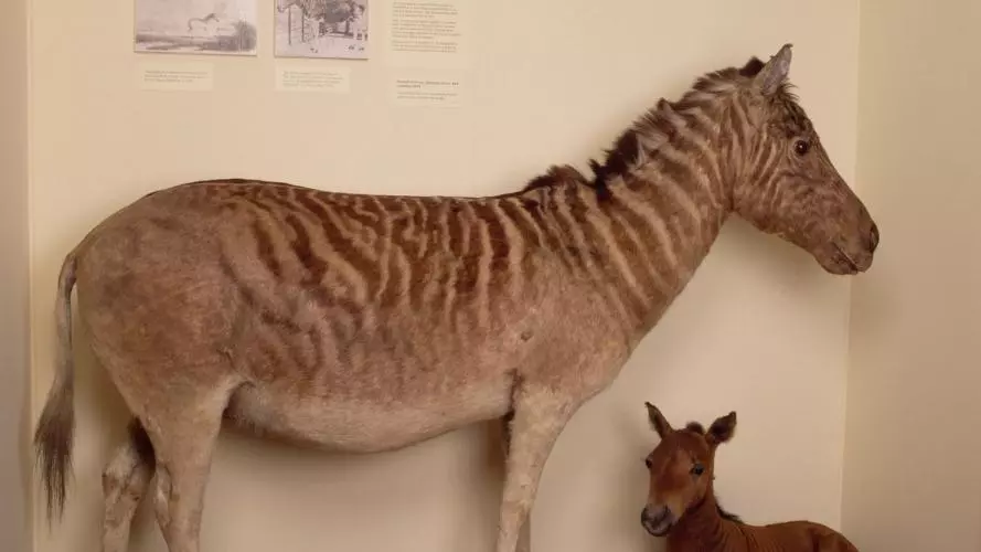 Display case showing a zebra and mule