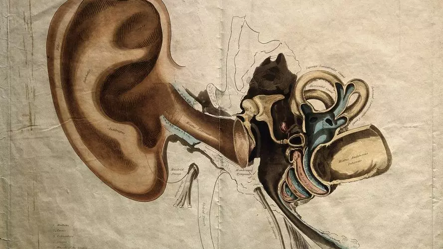 Anatomical drawing of an ear