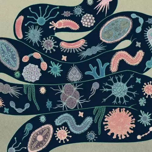 Cartoon of various bacteria inside an intestine