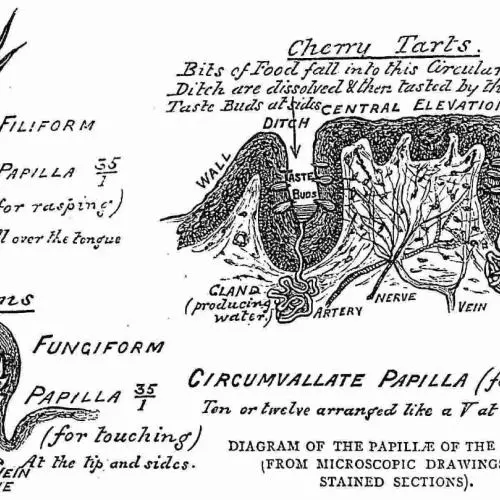 Illustration of the tongue 
