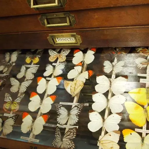 Drawer of insect speciments from Devon's Ilfracombe Museum
