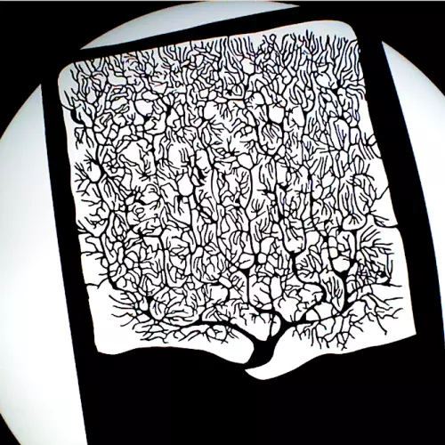 Edited photograph of Santiago Ramón y Cajal's image of a nerve cell. Originally taken by Irene Tobón and posted on Flickr commons. Some rights reserved.