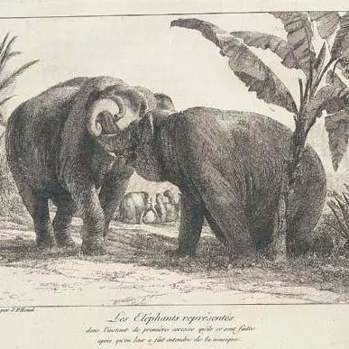 Illustration of the elephants Hans and Maguerite