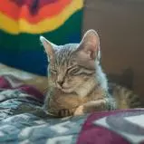 Photograph of a sleeping cat