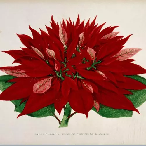 Scientific drawing of a red flower