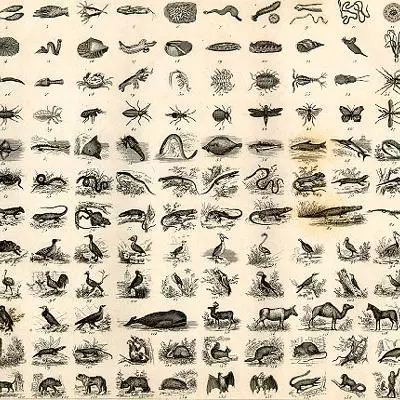 Natural History Chart