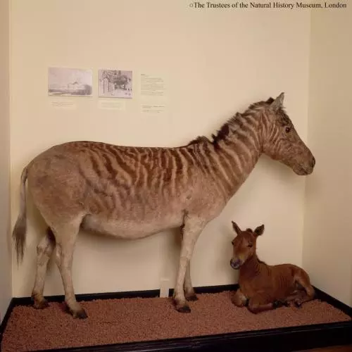 Display case showing a zebra and mule