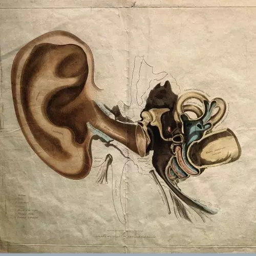Anatomical drawing of an ear